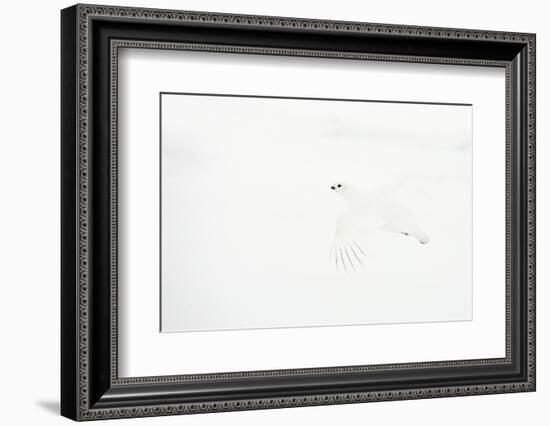 Willow grouse camouflaged against snow, Utsjoki, Finland-Markus Varesvuo-Framed Photographic Print