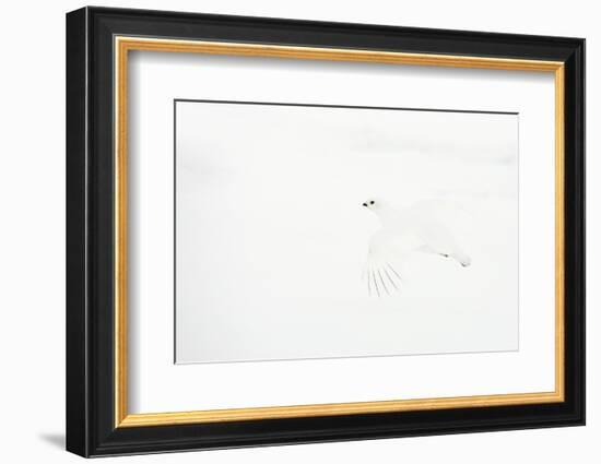 Willow grouse camouflaged against snow, Utsjoki, Finland-Markus Varesvuo-Framed Photographic Print