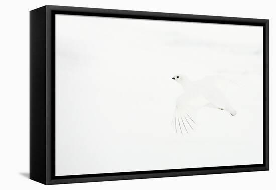 Willow grouse camouflaged against snow, Utsjoki, Finland-Markus Varesvuo-Framed Premier Image Canvas