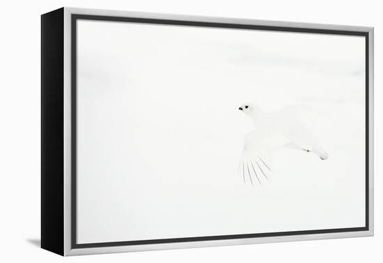 Willow grouse camouflaged against snow, Utsjoki, Finland-Markus Varesvuo-Framed Premier Image Canvas