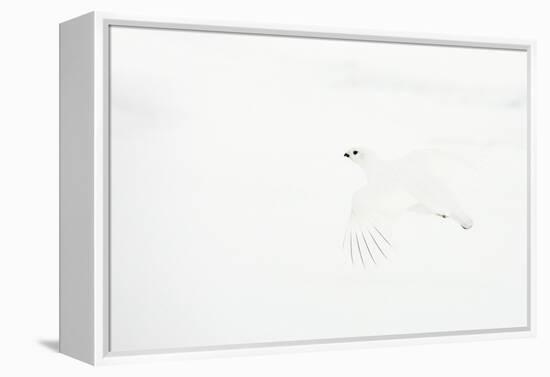 Willow grouse camouflaged against snow, Utsjoki, Finland-Markus Varesvuo-Framed Premier Image Canvas