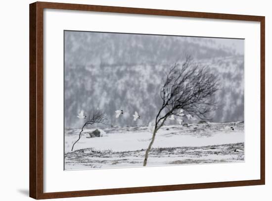 Willow Grouse (Lagopus Lagopus) Flock in Flight in Snow, Utsjoki, Finland, October-Markus Varesvuo-Framed Photographic Print