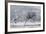 Willow Grouse (Lagopus Lagopus) Flock in Flight in Snow, Utsjoki, Finland, October-Markus Varesvuo-Framed Photographic Print