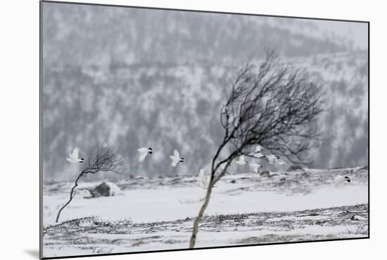 Willow Grouse (Lagopus Lagopus) Flock in Flight in Snow, Utsjoki, Finland, October-Markus Varesvuo-Mounted Photographic Print