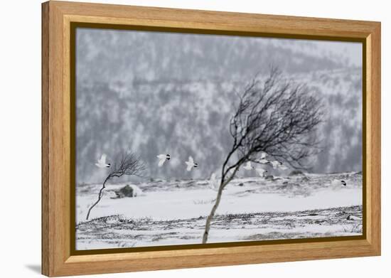 Willow Grouse (Lagopus Lagopus) Flock in Flight in Snow, Utsjoki, Finland, October-Markus Varesvuo-Framed Premier Image Canvas