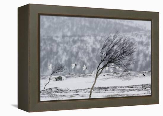 Willow Grouse (Lagopus Lagopus) Flock in Flight in Snow, Utsjoki, Finland, October-Markus Varesvuo-Framed Premier Image Canvas