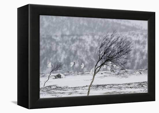 Willow Grouse (Lagopus Lagopus) Flock in Flight in Snow, Utsjoki, Finland, October-Markus Varesvuo-Framed Premier Image Canvas