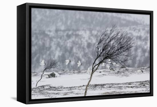 Willow Grouse (Lagopus Lagopus) Flock in Flight in Snow, Utsjoki, Finland, October-Markus Varesvuo-Framed Premier Image Canvas