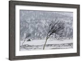 Willow Grouse (Lagopus Lagopus) Flock in Flight in Snow, Utsjoki, Finland, October-Markus Varesvuo-Framed Photographic Print
