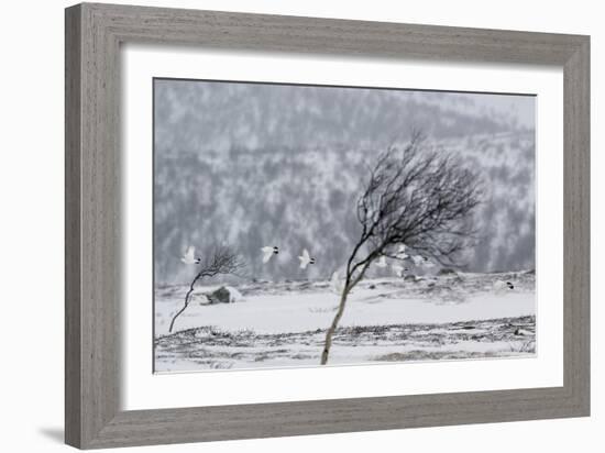 Willow Grouse (Lagopus Lagopus) Flock in Flight in Snow, Utsjoki, Finland, October-Markus Varesvuo-Framed Photographic Print