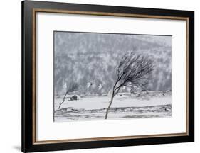 Willow Grouse (Lagopus Lagopus) Flock in Flight in Snow, Utsjoki, Finland, October-Markus Varesvuo-Framed Photographic Print