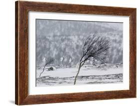 Willow Grouse (Lagopus Lagopus) Flock in Flight in Snow, Utsjoki, Finland, October-Markus Varesvuo-Framed Photographic Print