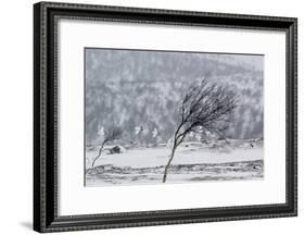 Willow Grouse (Lagopus Lagopus) Flock in Flight in Snow, Utsjoki, Finland, October-Markus Varesvuo-Framed Photographic Print