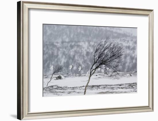 Willow Grouse (Lagopus Lagopus) Flock in Flight in Snow, Utsjoki, Finland, October-Markus Varesvuo-Framed Photographic Print