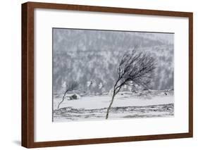 Willow Grouse (Lagopus Lagopus) Flock in Flight in Snow, Utsjoki, Finland, October-Markus Varesvuo-Framed Photographic Print