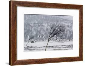 Willow Grouse (Lagopus Lagopus) Flock in Flight in Snow, Utsjoki, Finland, October-Markus Varesvuo-Framed Photographic Print