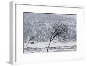 Willow Grouse (Lagopus Lagopus) Flock in Flight in Snow, Utsjoki, Finland, October-Markus Varesvuo-Framed Photographic Print