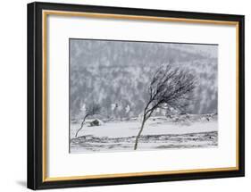 Willow Grouse (Lagopus Lagopus) Flock in Flight in Snow, Utsjoki, Finland, October-Markus Varesvuo-Framed Photographic Print