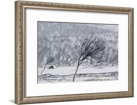 Willow Grouse (Lagopus Lagopus) Flock in Flight in Snow, Utsjoki, Finland, October-Markus Varesvuo-Framed Photographic Print