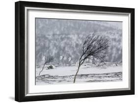 Willow Grouse (Lagopus Lagopus) Flock in Flight in Snow, Utsjoki, Finland, October-Markus Varesvuo-Framed Photographic Print