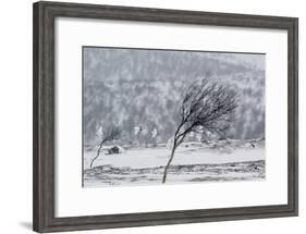 Willow Grouse (Lagopus Lagopus) Flock in Flight in Snow, Utsjoki, Finland, October-Markus Varesvuo-Framed Photographic Print