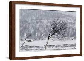 Willow Grouse (Lagopus Lagopus) Flock in Flight in Snow, Utsjoki, Finland, October-Markus Varesvuo-Framed Photographic Print