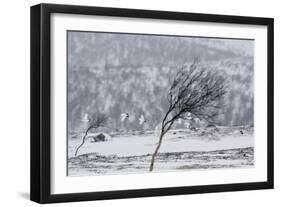 Willow Grouse (Lagopus Lagopus) Flock in Flight in Snow, Utsjoki, Finland, October-Markus Varesvuo-Framed Photographic Print