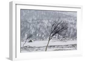 Willow Grouse (Lagopus Lagopus) Flock in Flight in Snow, Utsjoki, Finland, October-Markus Varesvuo-Framed Photographic Print