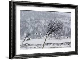 Willow Grouse (Lagopus Lagopus) Flock in Flight in Snow, Utsjoki, Finland, October-Markus Varesvuo-Framed Photographic Print