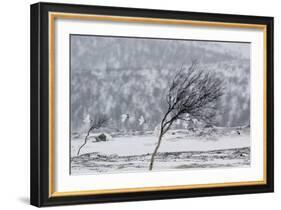 Willow Grouse (Lagopus Lagopus) Flock in Flight in Snow, Utsjoki, Finland, October-Markus Varesvuo-Framed Photographic Print