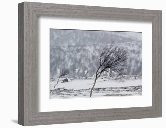 Willow Grouse (Lagopus Lagopus) Flock in Flight in Snow, Utsjoki, Finland, October-Markus Varesvuo-Framed Photographic Print