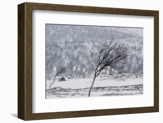 Willow Grouse (Lagopus Lagopus) Flock in Flight in Snow, Utsjoki, Finland, October-Markus Varesvuo-Framed Photographic Print