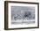 Willow Grouse (Lagopus Lagopus) Flock in Flight in Snow, Utsjoki, Finland, October-Markus Varesvuo-Framed Photographic Print