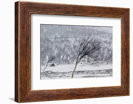 Willow Grouse (Lagopus Lagopus) Flock in Flight in Snow, Utsjoki, Finland, October-Markus Varesvuo-Framed Photographic Print