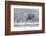 Willow Grouse (Lagopus Lagopus) Flock in Flight in Snow, Utsjoki, Finland, October-Markus Varesvuo-Framed Photographic Print