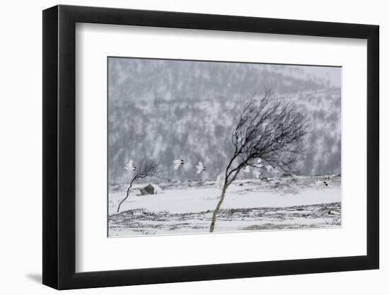 Willow Grouse (Lagopus Lagopus) Flock in Flight in Snow, Utsjoki, Finland, October-Markus Varesvuo-Framed Photographic Print