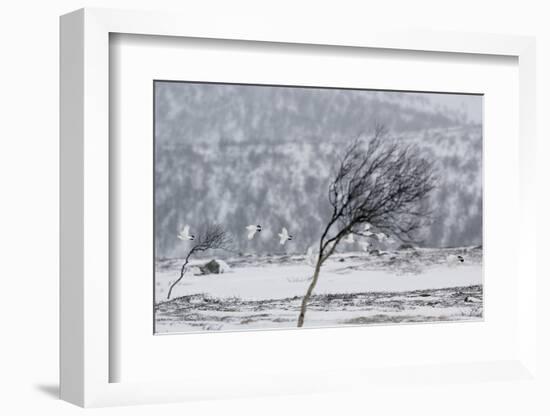 Willow Grouse (Lagopus Lagopus) Flock in Flight in Snow, Utsjoki, Finland, October-Markus Varesvuo-Framed Photographic Print