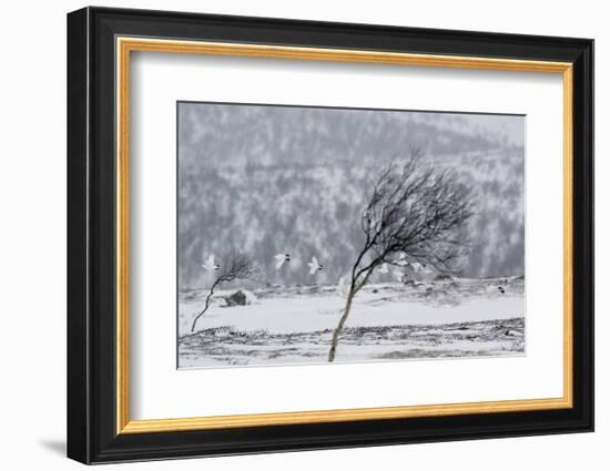 Willow Grouse (Lagopus Lagopus) Flock in Flight in Snow, Utsjoki, Finland, October-Markus Varesvuo-Framed Photographic Print