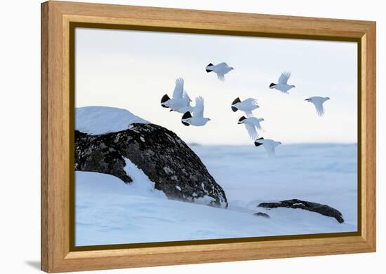 Willow grouse (Lagopus lagopus) flock in flight, Taymyr Peninsula, Siberia, Russia-Sergey Gorshkov-Framed Premier Image Canvas