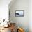 Willow grouse (Lagopus lagopus) flock in flight, Taymyr Peninsula, Siberia, Russia-Sergey Gorshkov-Framed Premier Image Canvas displayed on a wall