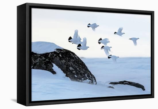 Willow grouse (Lagopus lagopus) flock in flight, Taymyr Peninsula, Siberia, Russia-Sergey Gorshkov-Framed Premier Image Canvas