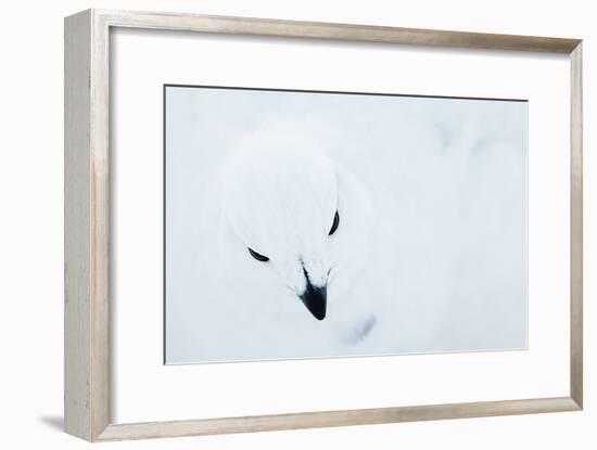 Willow Grouse (Lagopus Lagopus), Kiilopaa, Inari, Finland, January-Markus Varesvuo-Framed Photographic Print