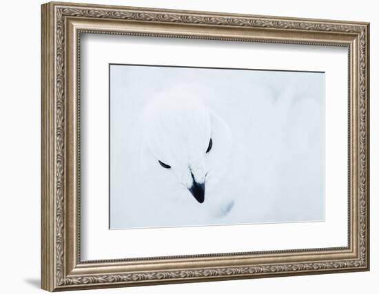 Willow Grouse (Lagopus Lagopus), Kiilopaa, Inari, Finland, January-Markus Varesvuo-Framed Photographic Print