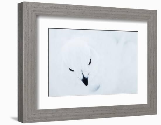 Willow Grouse (Lagopus Lagopus), Kiilopaa, Inari, Finland, January-Markus Varesvuo-Framed Photographic Print