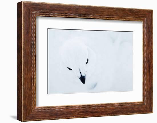 Willow Grouse (Lagopus Lagopus), Kiilopaa, Inari, Finland, January-Markus Varesvuo-Framed Photographic Print