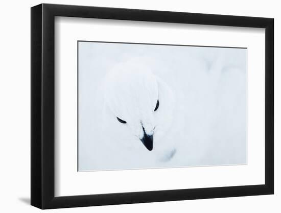 Willow Grouse (Lagopus Lagopus), Kiilopaa, Inari, Finland, January-Markus Varesvuo-Framed Photographic Print