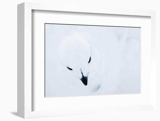 Willow Grouse (Lagopus Lagopus), Kiilopaa, Inari, Finland, January-Markus Varesvuo-Framed Photographic Print