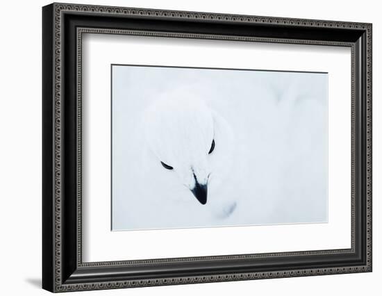 Willow Grouse (Lagopus Lagopus), Kiilopaa, Inari, Finland, January-Markus Varesvuo-Framed Photographic Print