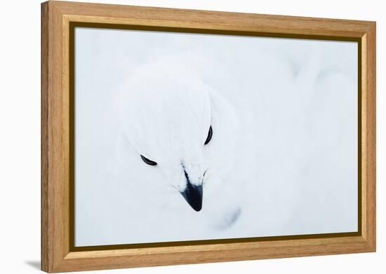 Willow Grouse (Lagopus Lagopus), Kiilopaa, Inari, Finland, January-Markus Varesvuo-Framed Premier Image Canvas