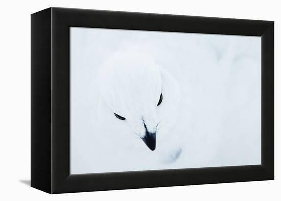 Willow Grouse (Lagopus Lagopus), Kiilopaa, Inari, Finland, January-Markus Varesvuo-Framed Premier Image Canvas